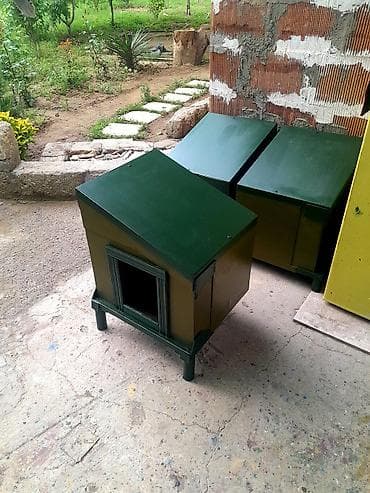 Pişik yuvaları at lalafo.az Pişik yuvaları