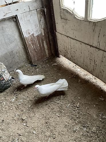 Птицы: Salam bes dene cılmaq aglardır 19 quyruqdan 16 quyruqa kimi 2 erkek 3 — 4