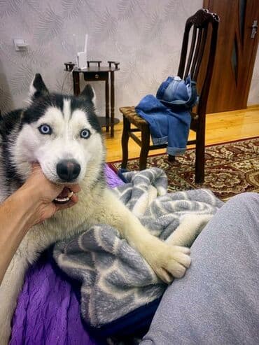 объявление о продаже собаки: Хаски — 4