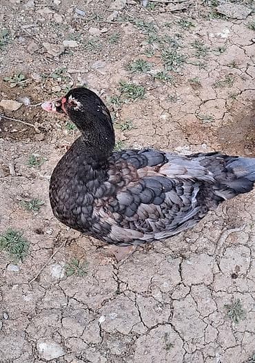 ətlik toyuqlar: Dişi, | Macar, Damazlıq, Pulsuz çatdırılma — 2