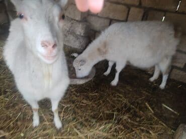 Hinduşka: Dişi, Zanen, il: 2, Damazlıq, Ünvandan götürmə — 3