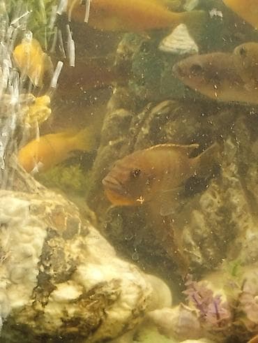 Akvarium üçün Malawi baliqlari 1sm0,50 man – qrup satış - Növ: Afrika