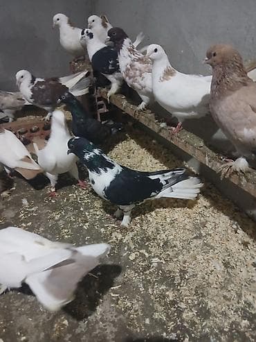 babil quşu: Temiz efqanka satılır — 1