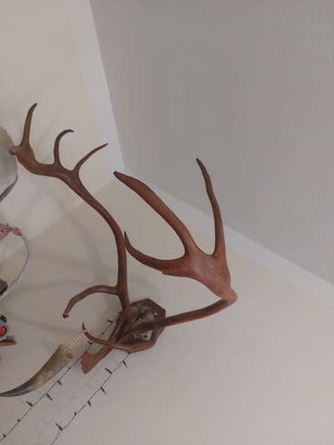 Maral buynuzu satılır,1metrden hudurdu tebii maralin buynuzudur