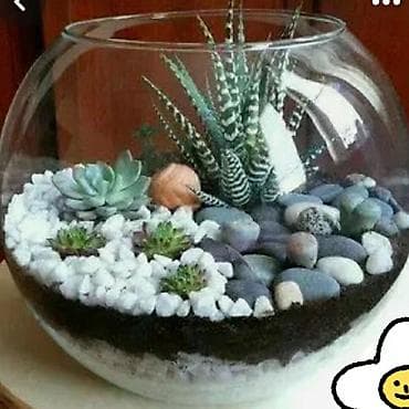 akvaryum baligi: Yumru akvarium, 13 l — 1