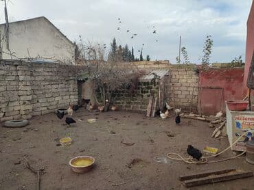 Digər heyvanlar: Toyuqlar — 1