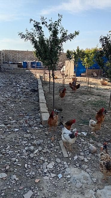 qurd deresi torpaq: 2 sot, Mülkiyyətçi — 1