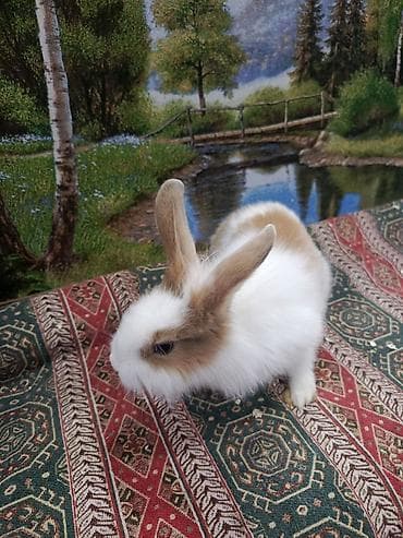 BMW: Dovşan Ag kariçni Yarı cırtdan çox gözəl Sort dovşandı. Şəkillərdə — 10