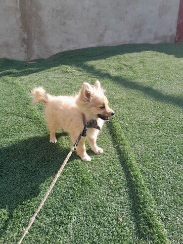 отдам в добрые руки шпица: Шпиц — 2