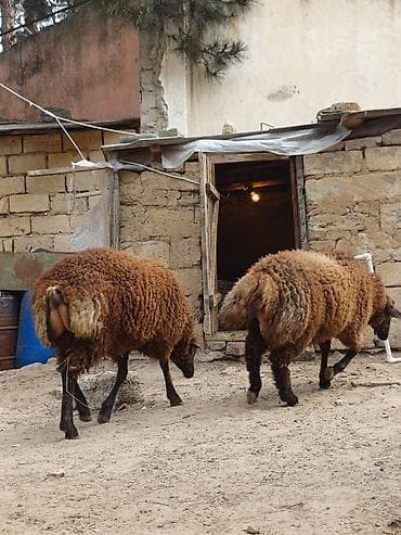 qoyun: Quzular 5-6 ayliqdilar erkəkdilər xüsusi bəslənirlər meyvə tərəvəzlə — 3