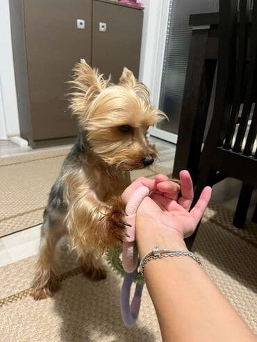 Yorkşir teryer, 11 ay, Erkek, Peyvəndli, Ünvandan götürmə