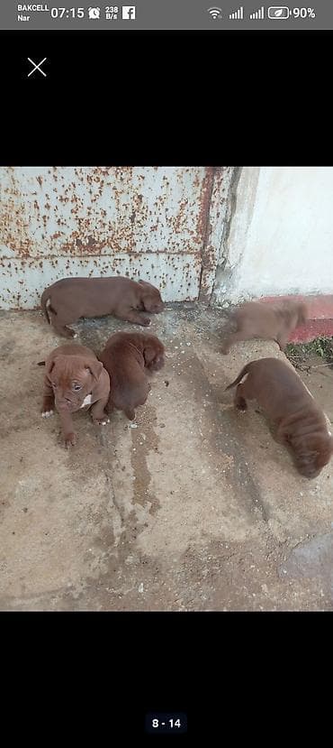 qaz heyvan: Qəhvəyi rəngli pitbull balalari. BİR aylıqdır lar. Şəkillərdə sonda — 4