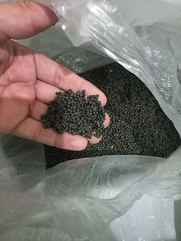kalanxoye bitkisi: Məhsul: Qranul şəklində mineral gübrə Təsvir: - Tünd rəngli, xırda — 2