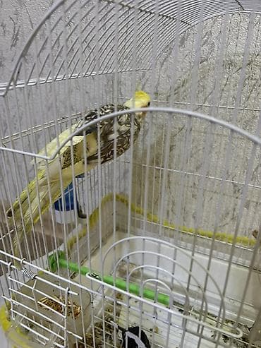 star quşu: Növ: Nimfa (Cockatiel) tutuquşusu Razilaşmayla Qefes quş bir yerde — 3