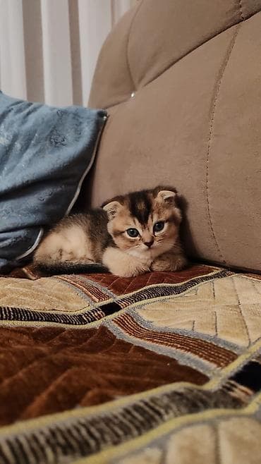 Şotland yastı qulaq