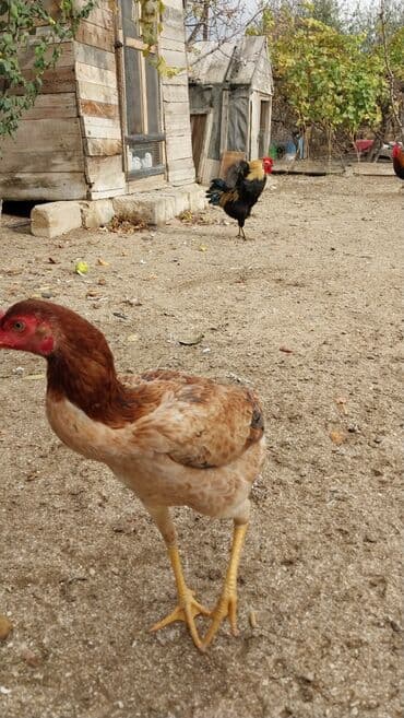 попугай жако купить в баку: 7 aylıq fərədi — 4