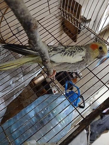 Nimfa (Cockatiel) tutuquşuları – bir cüt, qəfəs və yuvalıqla