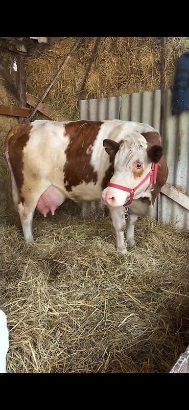 kreditle heyvan satisi: Simental tipli inək buzovu ilə birlikdə. - Cinsi: Simental — 4