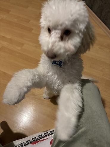 it balasi satisi: Pudel ag rengli real alicilar elaqe saxlasin 6ayliqdi — 5