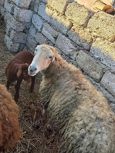hindusqa satisi: Təmiz qaradolaq sortu yanı balalı qoyun satılır. Balası erkəkdi. Tam — 4