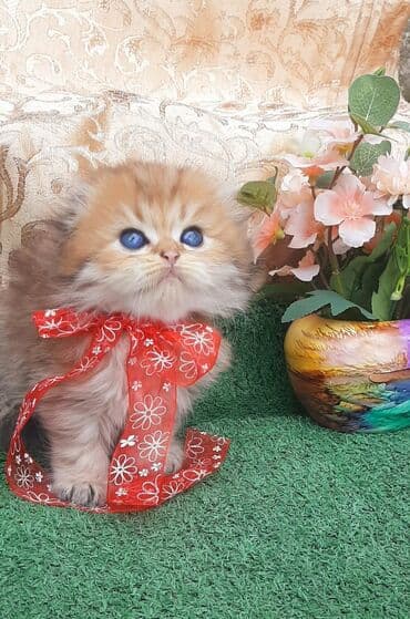 şotlan pişik: Şotland yastı qulaq, Erkək, Dişi, Yaxşı əllərə, Ünvandan götürmə, Pulsuz çatdırılma, Ödənişli çatdırılma — 49