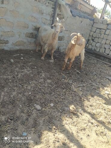 çəpiş əti: Dişi, Hələb, il: 5, 12 kq, Damazlıq — 5