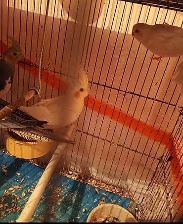 karella satilir: Cute hazir erkek ve disi korellar satilir hazir cutler bala korellar — 2