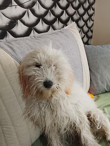 alabaý itleri: Pudel ağ tüklü 5 aylıq ev itidir peyvendleri vurulub kağızıda var — 2