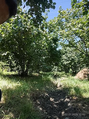 qebelede torpaq: Kənd təsərrüfatı, Kupça (Çıxarış) — 3