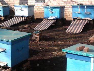 simmental inək cinsi: AĞSU Şəhərində Təcili Satilir Arı qutuları və Arı Ləvazimatları. Yeni — 1