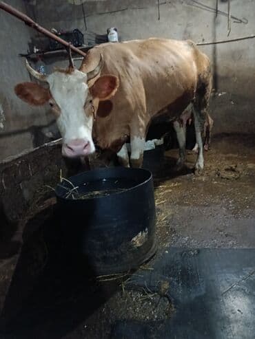 cins ineklerin satisi 2019: Dişi, Simental, il: 2, 500 kq, Ətlik, Ödənişli çatdırılma, Ünvandan götürmə — 3