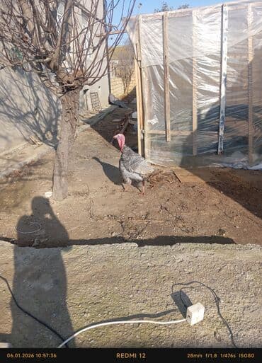 hindu: Hinduskalar 4dısi 2erkeydi oz heyvanlarimdi damazliq kim istese esl — 5