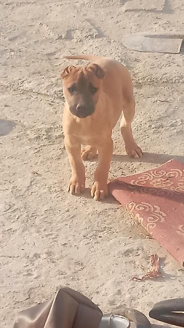 heyvanlar meymun: Pitbul, 3 ay, Erkek — 5