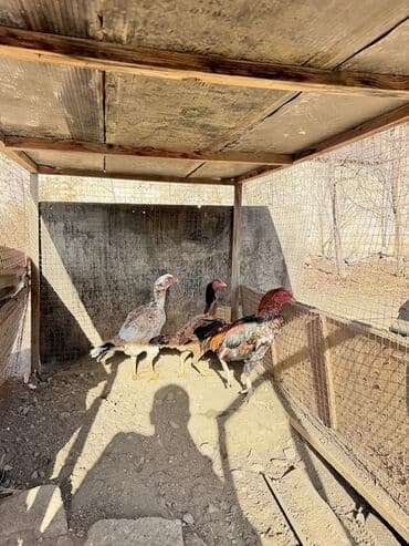 cuce satiwi: Xoruz, Heyratı, il: 2, Ünvandan götürmə — 1