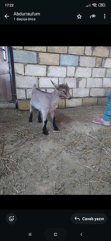 Salam alpin oberhas dişi çəpiş satılır bir ay 15 günlükdur ot yeyir