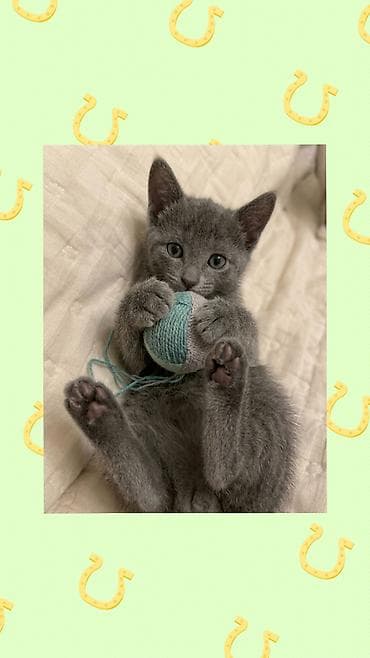 Pişiklər: Erkək, Yaxşı əllərə — 4