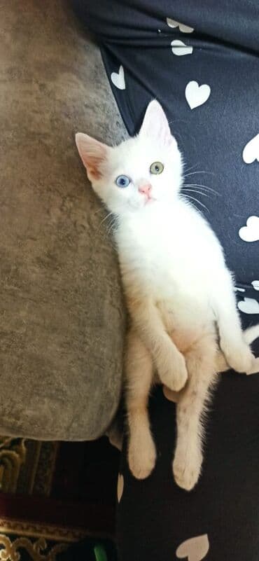 quru corek: Britan yastı qulaq, Erkək, Yaxşı əllərə — 1