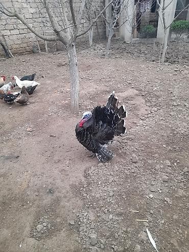 Гуси: Самец, Для разведения — 1