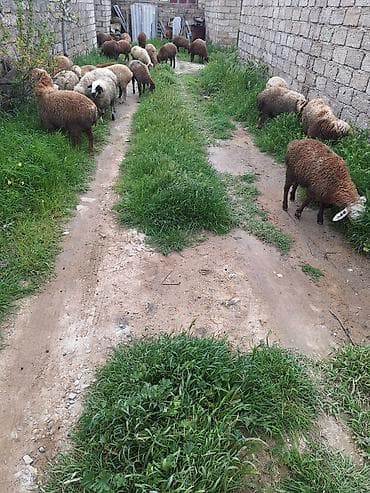 ag qulaq inek cinsi: Qoyun sürüsü – qarışıq rənglərdə yerli cinslər - Təklif: Şəkildə — 6