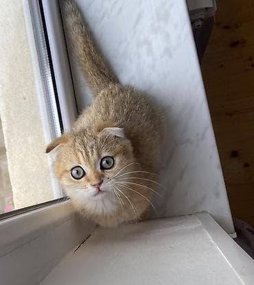 Pişiklər: Qızıl şinşilla, Dişi — 2