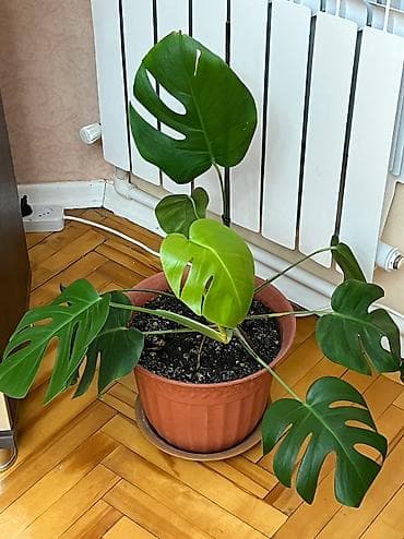 Monstera tam saglam