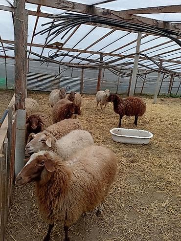 bala dana: Dişi, Qala, il: 1, 50 kq, Damazlıq, Ünvandan götürmə — 2