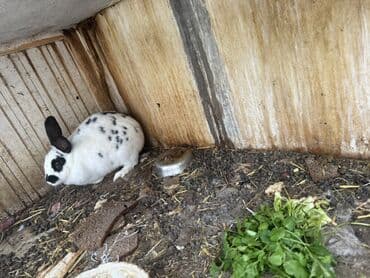 Гуси: Dekorativ dovşanlar Cins dovsanlardi 1 ededi 10 azn 7 ededdir hamsini — 2