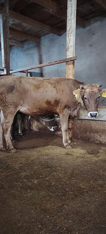 ov iti satilir: Dişi düyə damazlıq südlük ətliyə yararlıdır Ünvan Novxani — 8