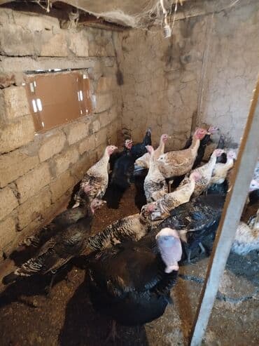 lal ördək satılır: Erkək, Kanada, Amerika, Ətlik — 2