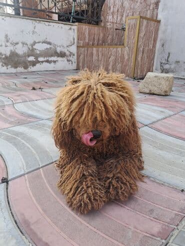 qızıl quş: Pudel, Erkek — 3