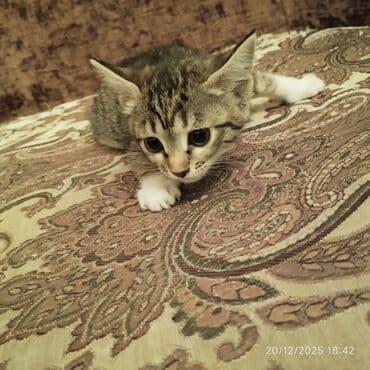 купить котенка бесплатно: В добрые руки — 9