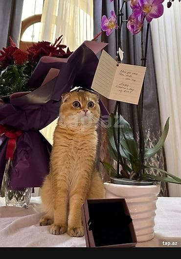 şotland pisik: Şotland — 5