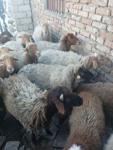 Daraq panellər: Bogaz qoyunda var quzuda var qocda var .hamlslnl Alan olsa — 3