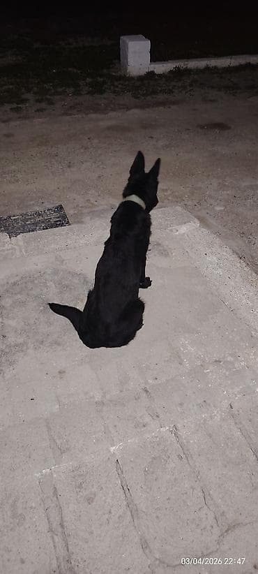 it qiz adlari: Qara rəngli it – qulaqcıqları dik, orta bədən quruluşlu, qısa-yarıuzun — 2